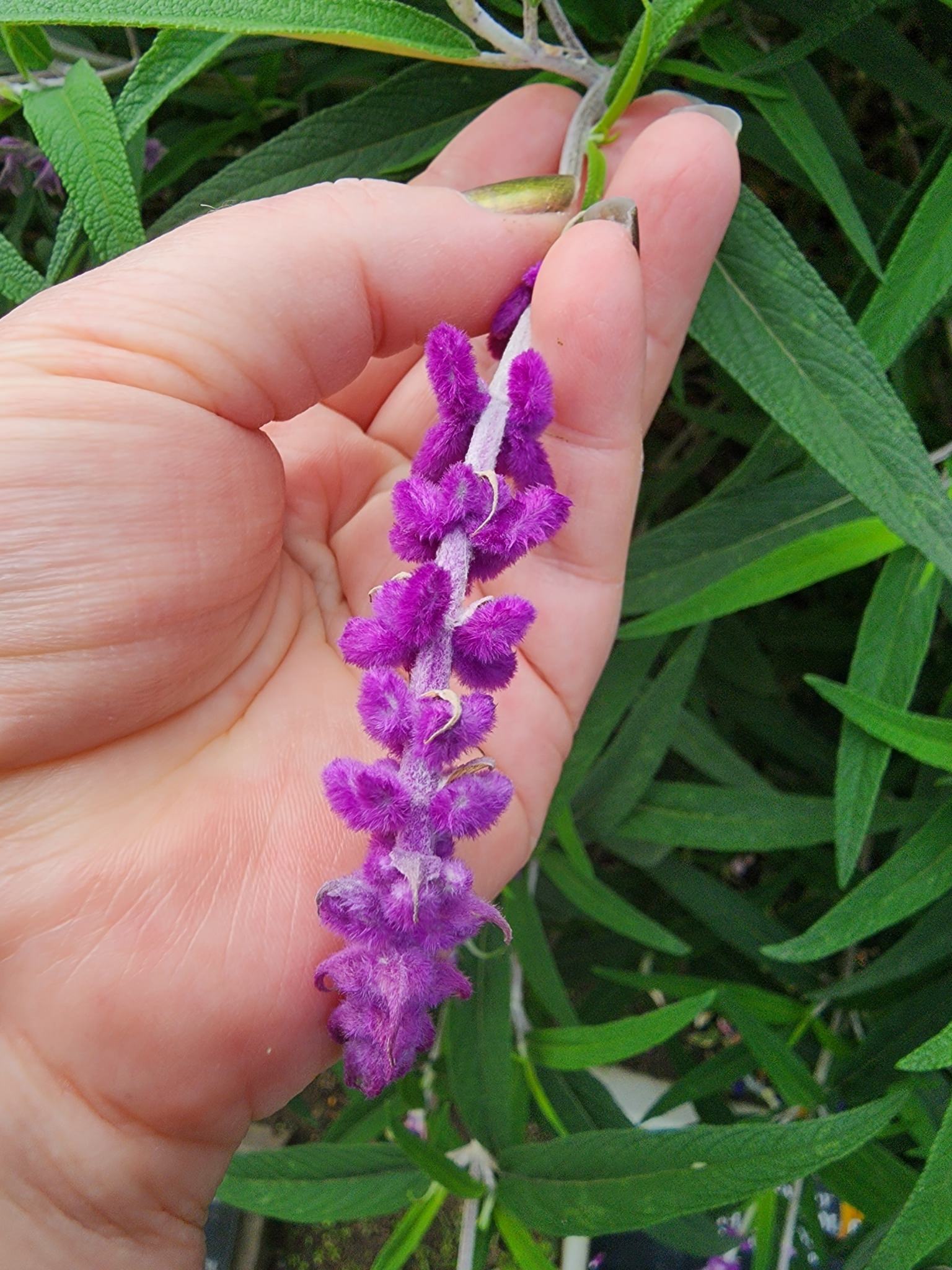 Salvia leucantha